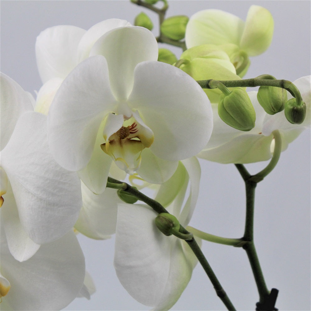 ORCHIDEA PHALAENOPSIS TABLO VASO 12CM COLORE ASSORTITO