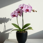 ORCHIDEA PHALAENOPSIS TABLO BELLINI VASO 12CM