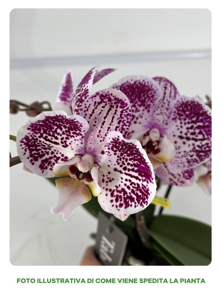 ORCHIDEA PHALAENOPSIS TABLO BELLINI VASO 12CM
