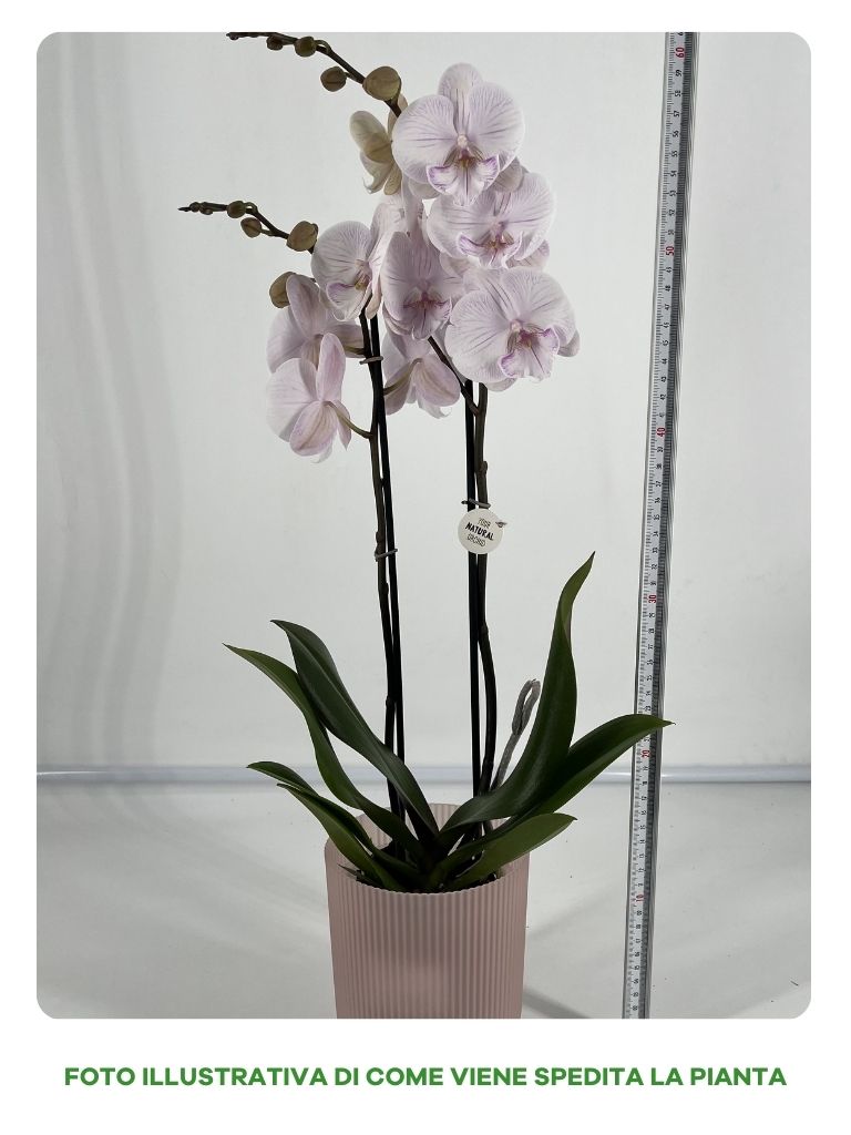 OFFERTA ORCHIDEA PHALAENOPSIS MANTA +  VASO ELHO VIBES FOLD ORCHID 12CM