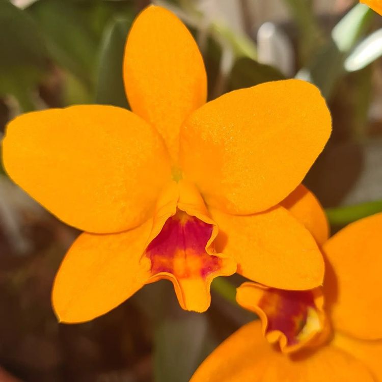 ORCHIDEA CATTLEYA GOLDEN BOY GIALLA VASO 9CM