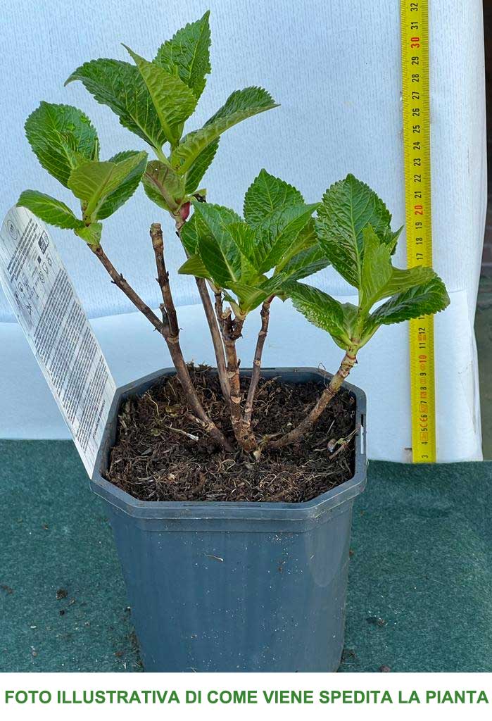 ORTENSIA HYDRANGEA MACROPHYLLA BLU VASO 12CM