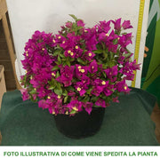 BOUGAINVILLEA VASO 24CM
