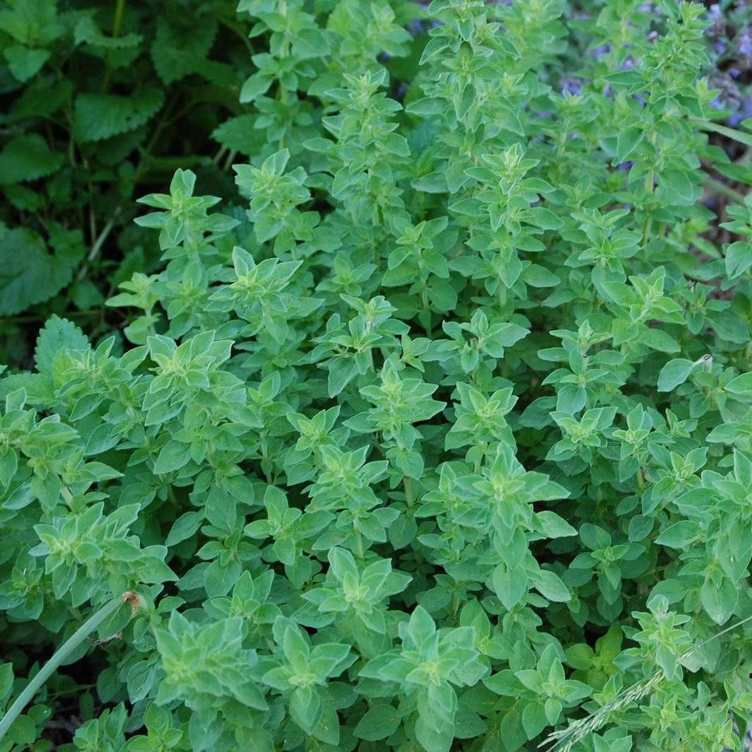 ORIGANO IN VASO 14CM