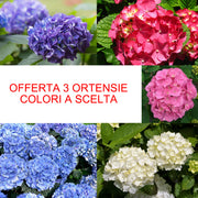 OFFERTA 3 HYDRANGEA MACROPHYLLA ORTENSIE COLORE A SCELTA VASO 16CM