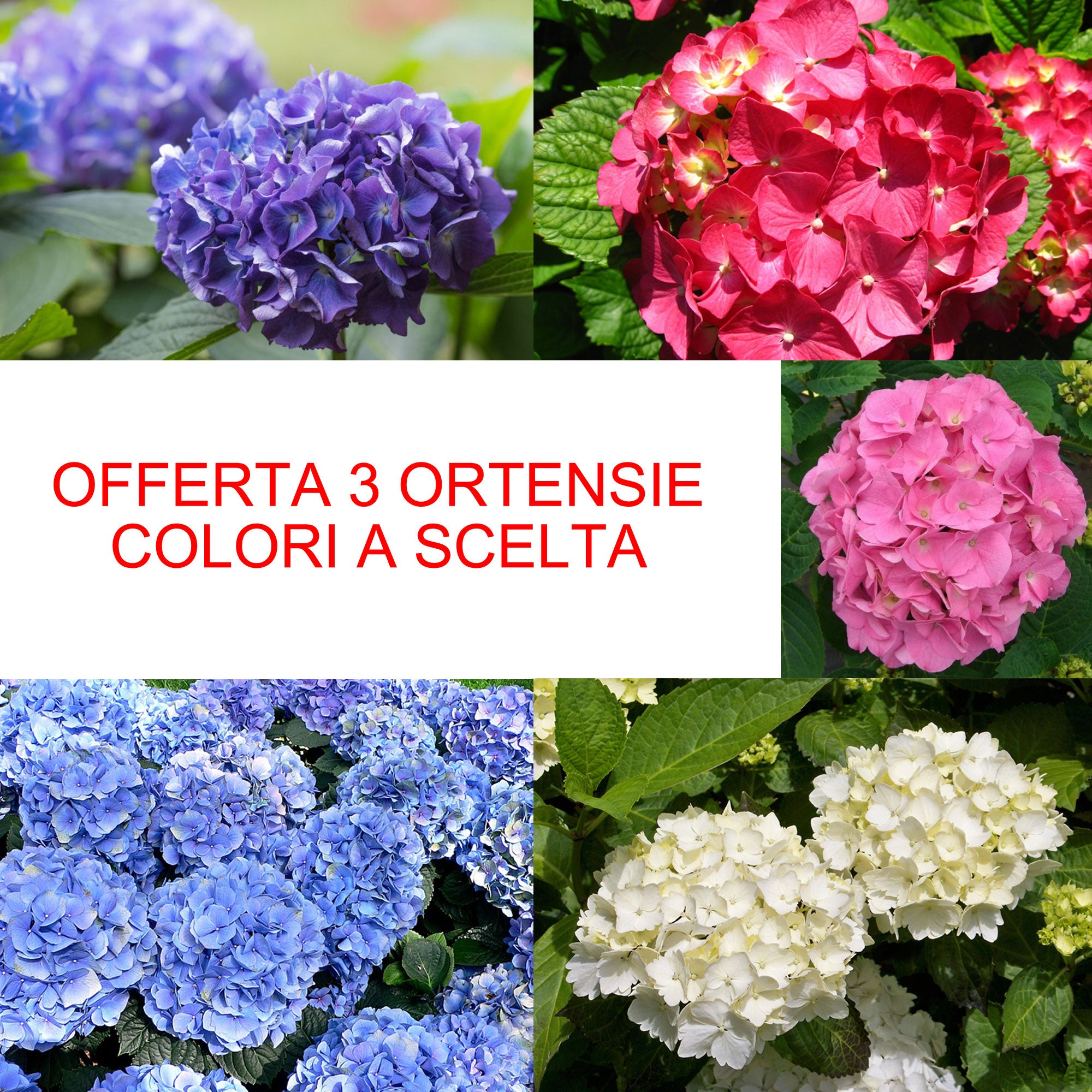 OFFERTA 3 HYDRANGEA MACROPHYLLA ORTENSIE COLORE A SCELTA VASO 16CM
