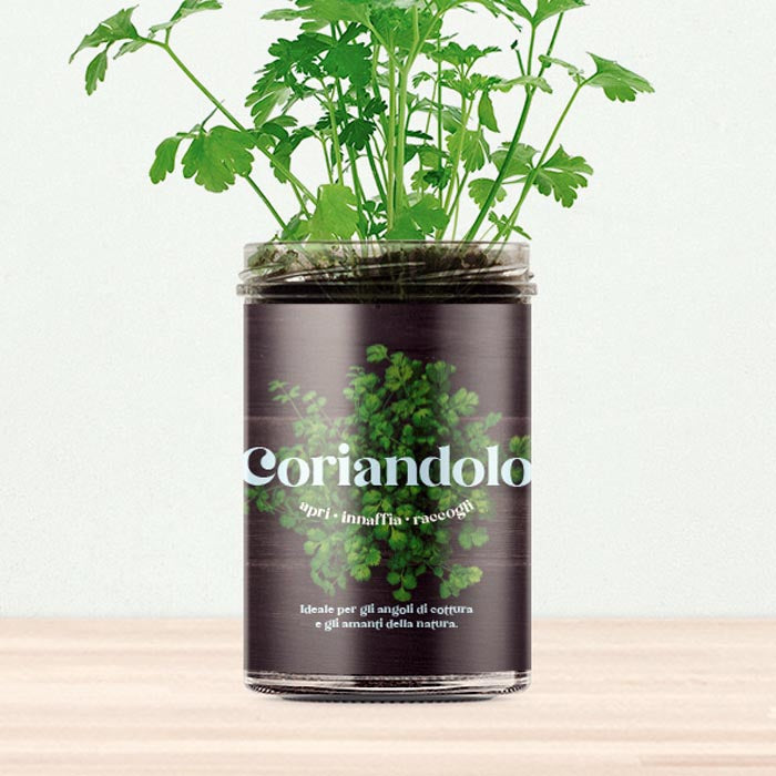 ORTO CUCINA - CORIANDOLO