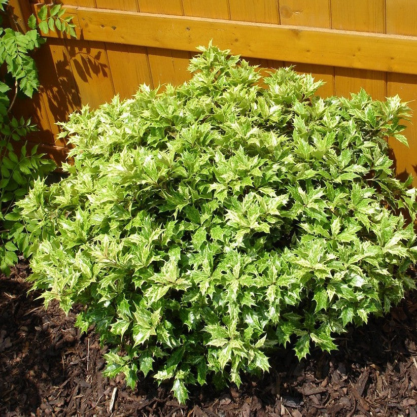 OSMANTHUS TRICOLOR IN VASO 24CM