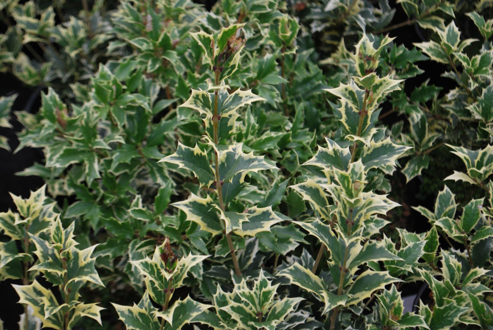 OSMANTHUS VARIEGATA IN VASO 24CM