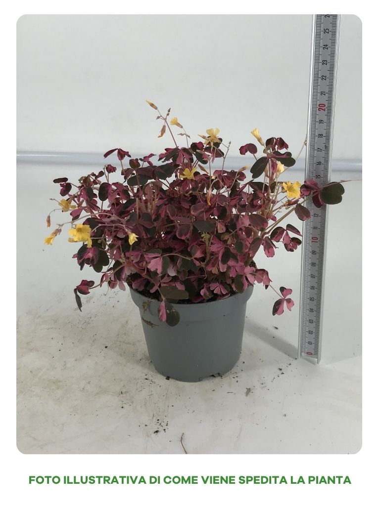 POWERS TO FLOWERS - QUADRIFOGLIO DELLA FORTUNA IN VASO CERAMICA BIANCO A RIGHE, pianta vera - Powers to flowers - piante e fiori POWERS TO FLOWERS - QUADRIFOGLIO DELLA FORTUNA IN VASO CERAMICA BIANCO A RIGHE, pianta vera - Powers to flowers - piante e fiori