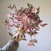 TRADESCANTIA QUADRICOLOR VASO 12CM