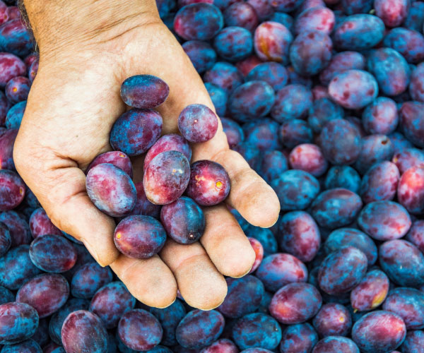 SUSINO RAMASIN (1 PIANTA)