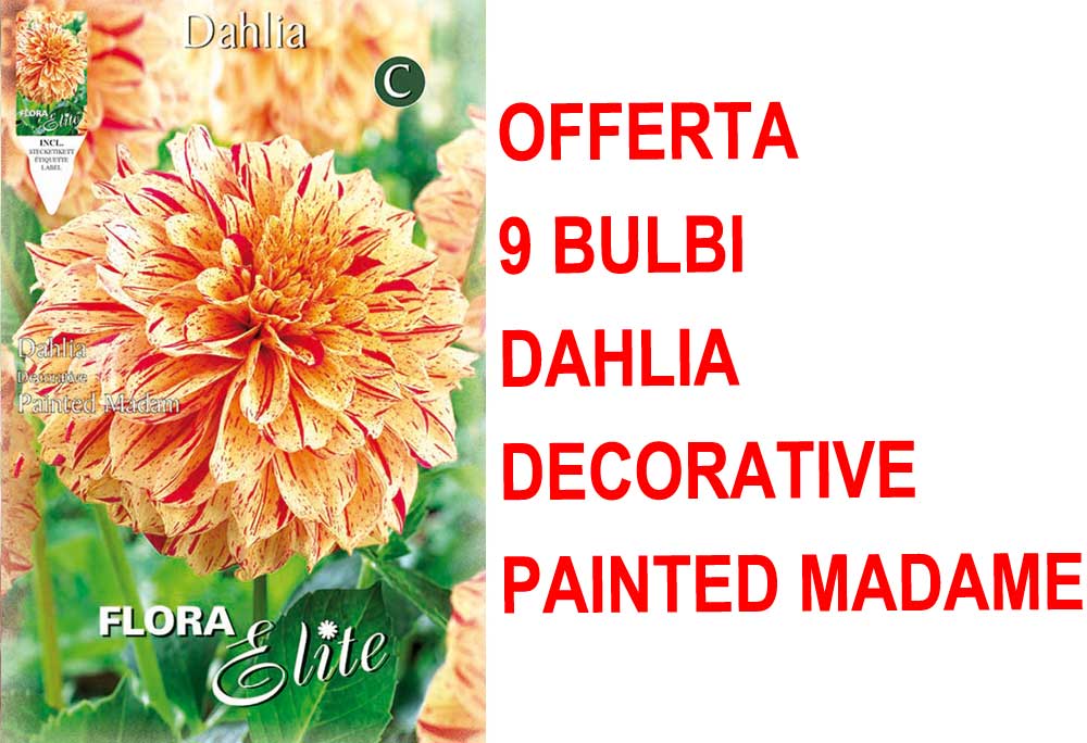 OFFERTA 9 BULBI DAHLIA DECORATIVE PAINTED MADAM
