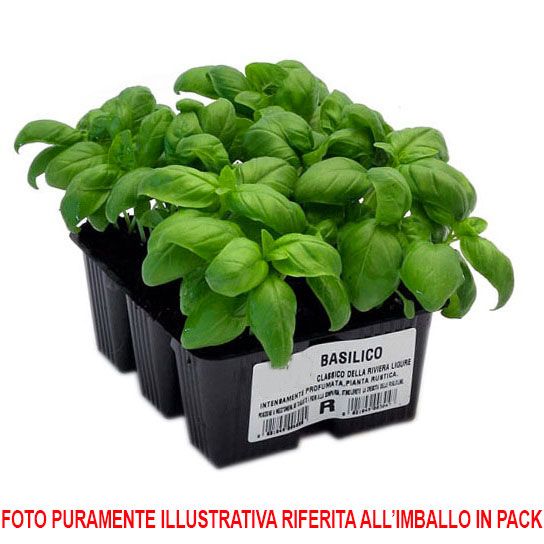 6 PIANTE IN PACK POMODORO VESUVIANO TRENDY ORTOMIO