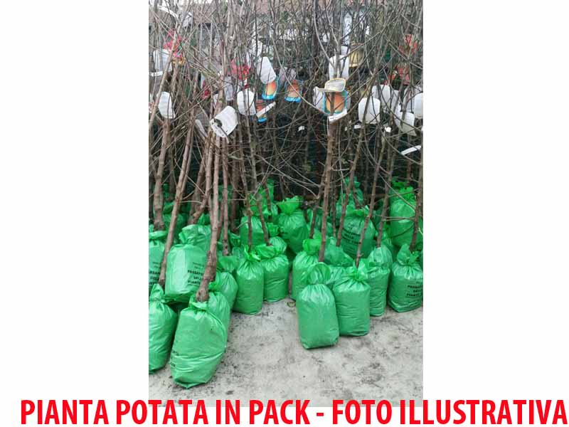 SUSINO SANTA CLARA (1 PIANTA)
