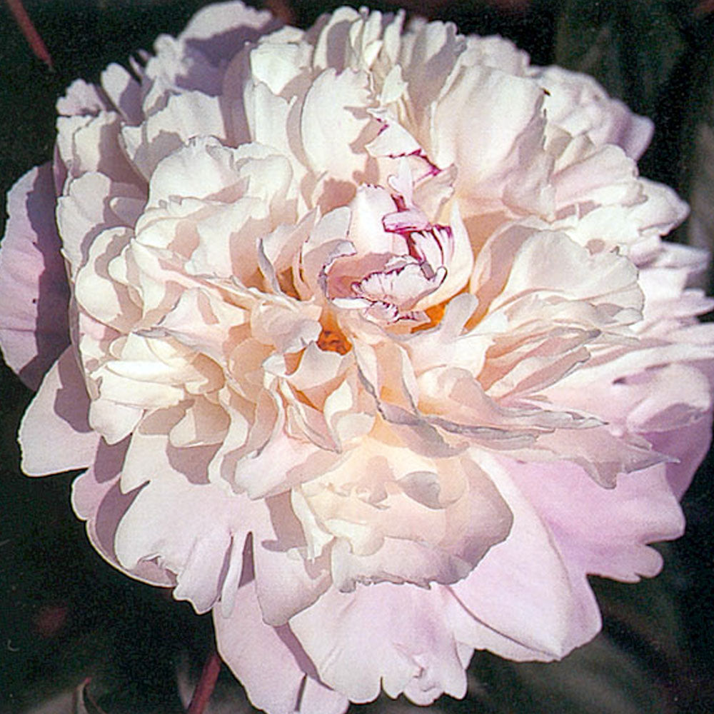 PAEONIA LACTIFLORA LADY ALEXANDRA DUFF IN VASO 24CM