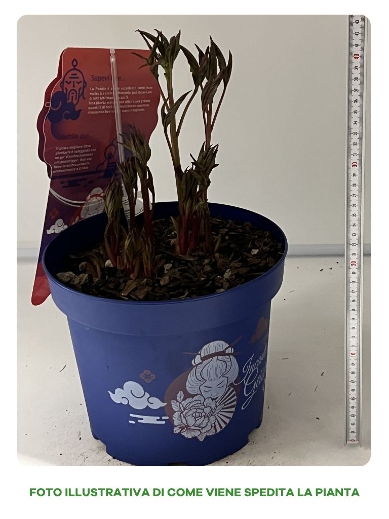 PAEONIA LACTIFLORA LADY ALEXANDRA DUFF IN VASO 24CM