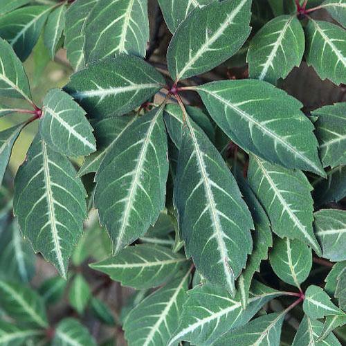 PARTHENOCISSUS HENRYANA VASO 17CM