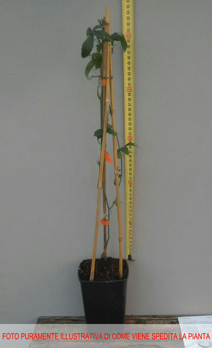 PASSIFLORA CAERULEA IN VASO 15CM