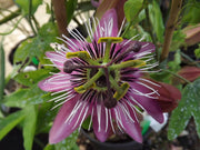 PASSIFLORA VICTORIA/CAERULEA ASSORTITA VASO 13CM
