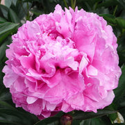 PEONIA DEL CIRCEO ALEXANDER FLEMING IN VASO 20CM