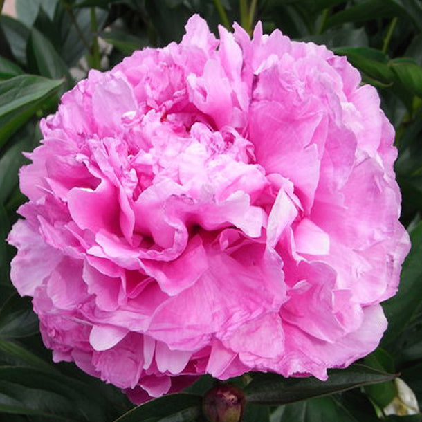 PEONIA DEL CIRCEO ALEXANDER FLEMING IN VASO 20CM