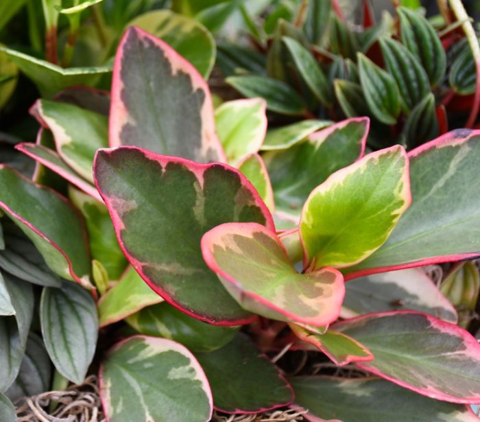 PEPEROMIA CLUSIIFOLIA IN VASO DA 12CM