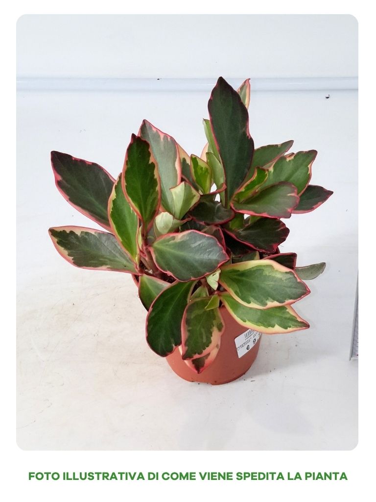 PEPEROMIA CLUSIIFOLIA IN VASO DA 12CM