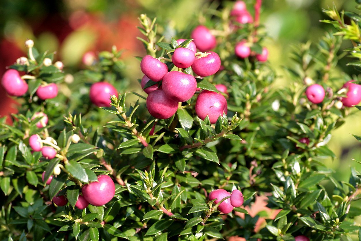 GAULTHERIA PERNETTYA ROSA VASO 14CM