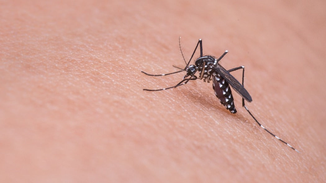 1 PEST AWAY L'ORIGINALE ANTIZANZARE ANTI INSETTI E RODITORI 250 MQ