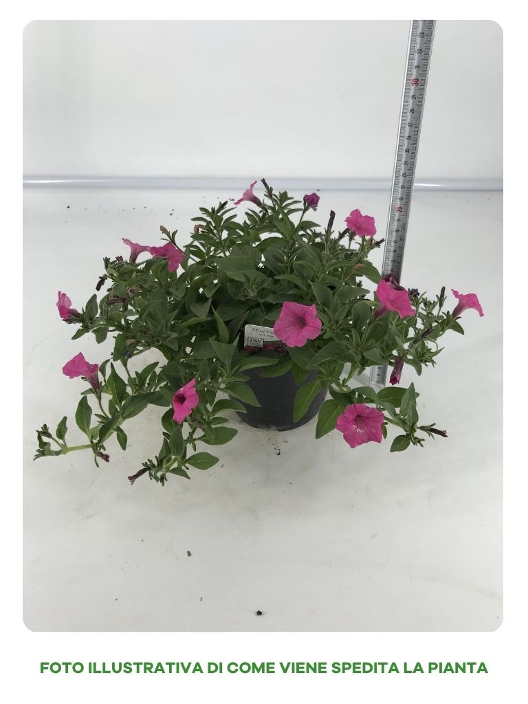 PETUNIA VISTA / MINI VISTA IN VASO DA 14CM
