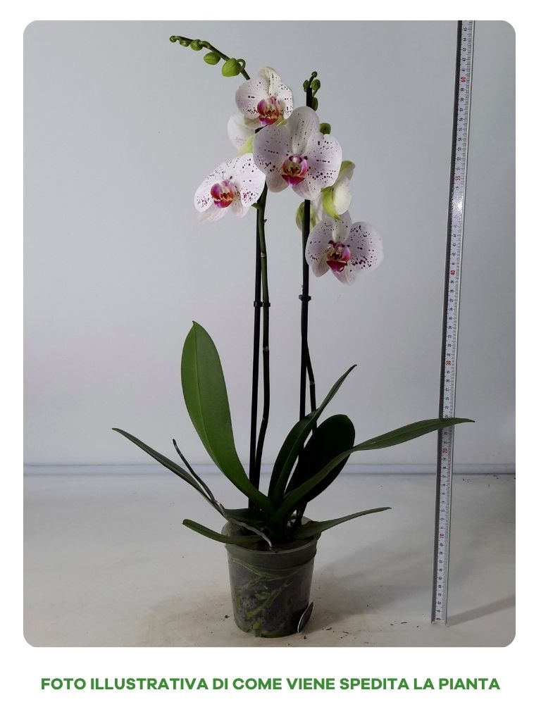 PHALENOPHIS GOYA IN VASO DA 12CM