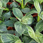 PHILODENDRON BIRKIN IN VASO DA 15CM