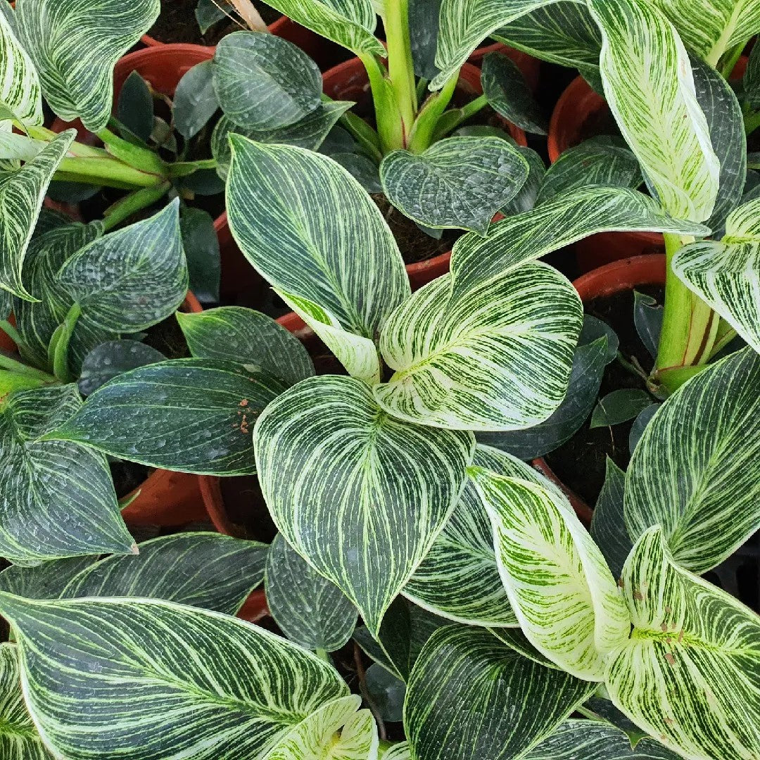 PHILODENDRON BIRKIN IN VASO DA 15CM