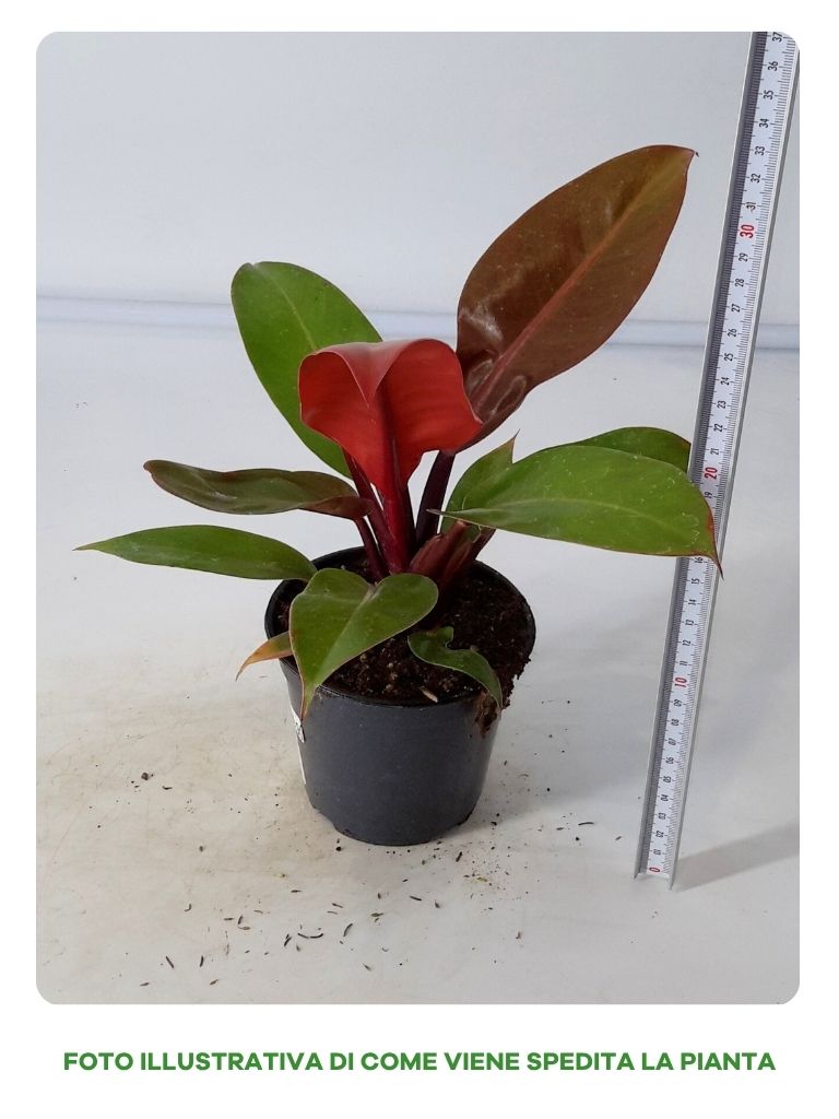 PHILODENDRON PRINCE OF ORANGE IN VASO DA 12CM