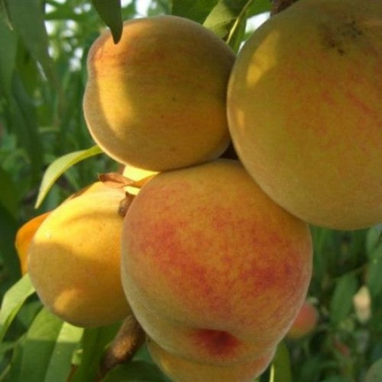 PESCO PERCOCCA BABY (1 PIANTA)