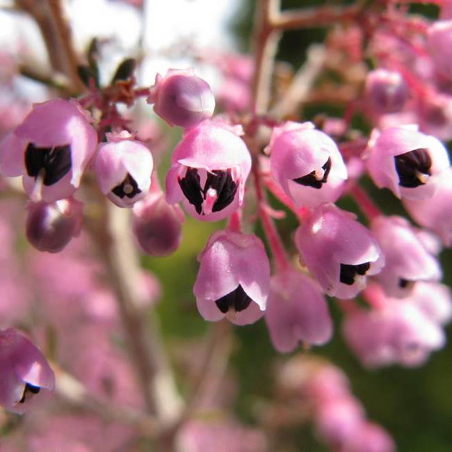 ERICA AFRICANA CANICULATA VASO 17CM