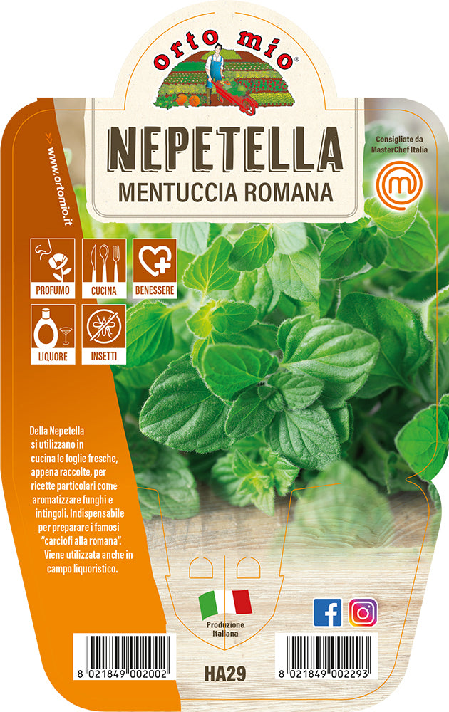 1 PIANTA DI MENTUCCIA ROMANA O NEPETELLA VASO 14CM MASTERCHEF ORTOMIO