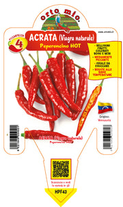 PIANTA DI PEPERONCINO ACRATA (IN VASO Ø 14CM)