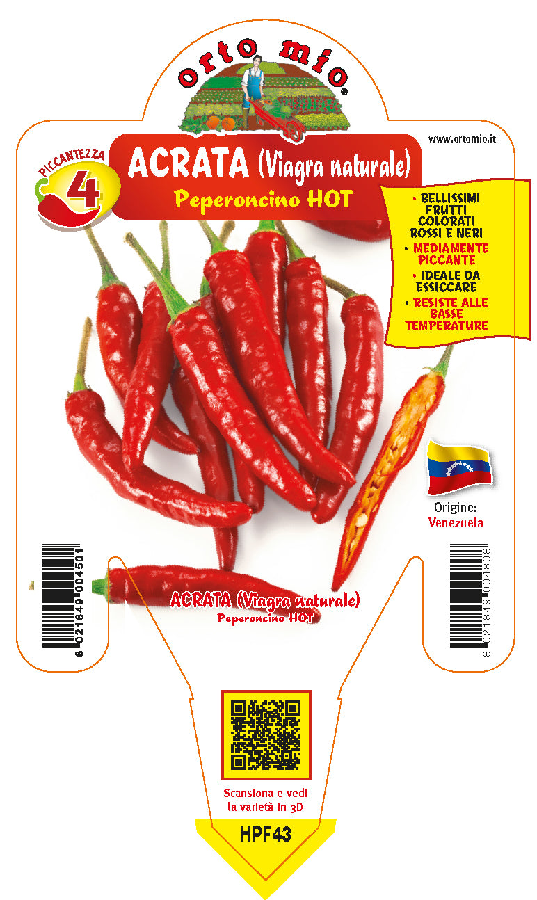 PIANTA DI PEPERONCINO ACRATA (IN VASO Ø 14CM)