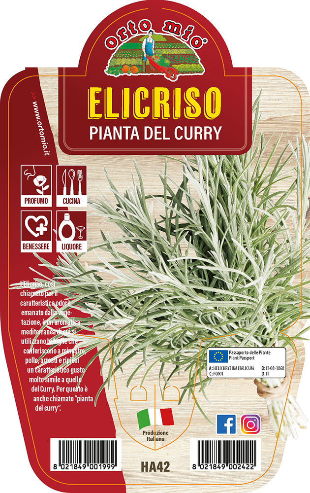 ELICRISO O PIANTA DEL CURRY IN VASO 14CM