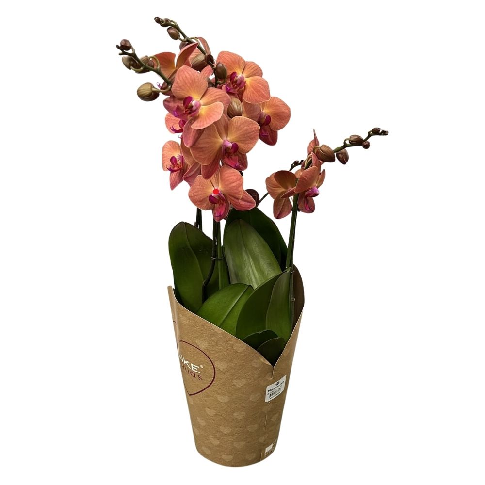 ORCHIDEA PHALAENOPSIS SPRITZ VASO 17CM