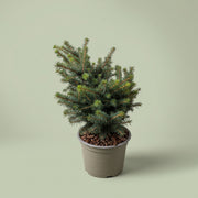 Picea Omorica Karel in vaso con chioma globosa, densa e sempreverde.