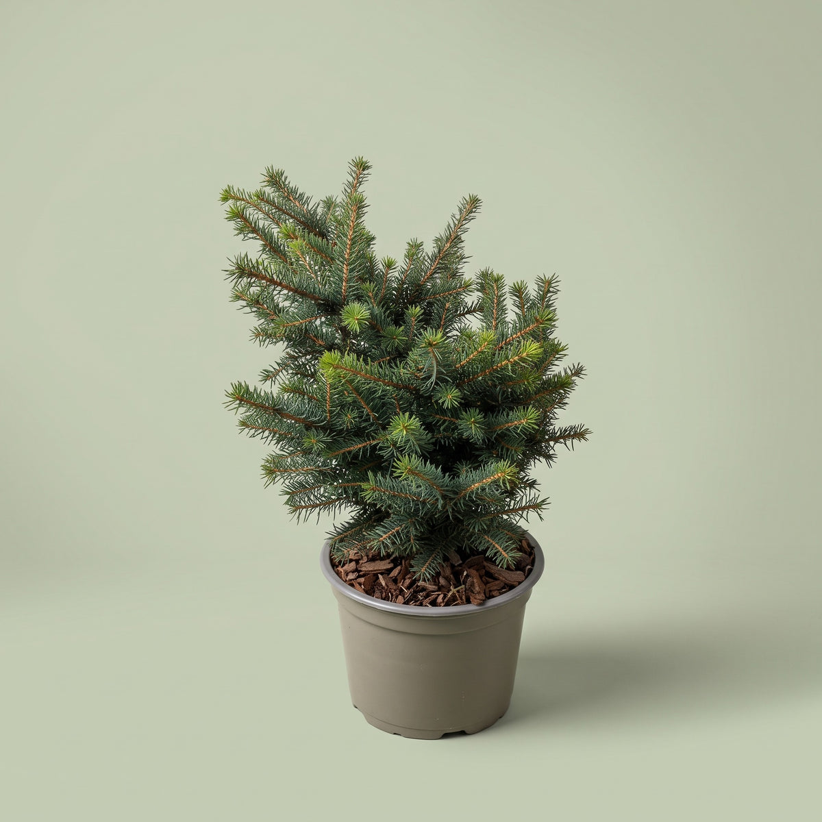 Picea Omorica Karel in vaso con chioma globosa, densa e sempreverde.