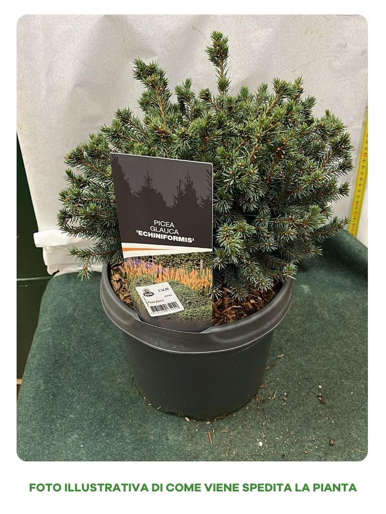 PICEA GLAUCA VASO 23CM