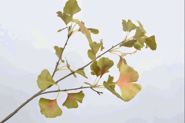 RAMO DI GINKGO DECORATIVO 84CM VERDE
