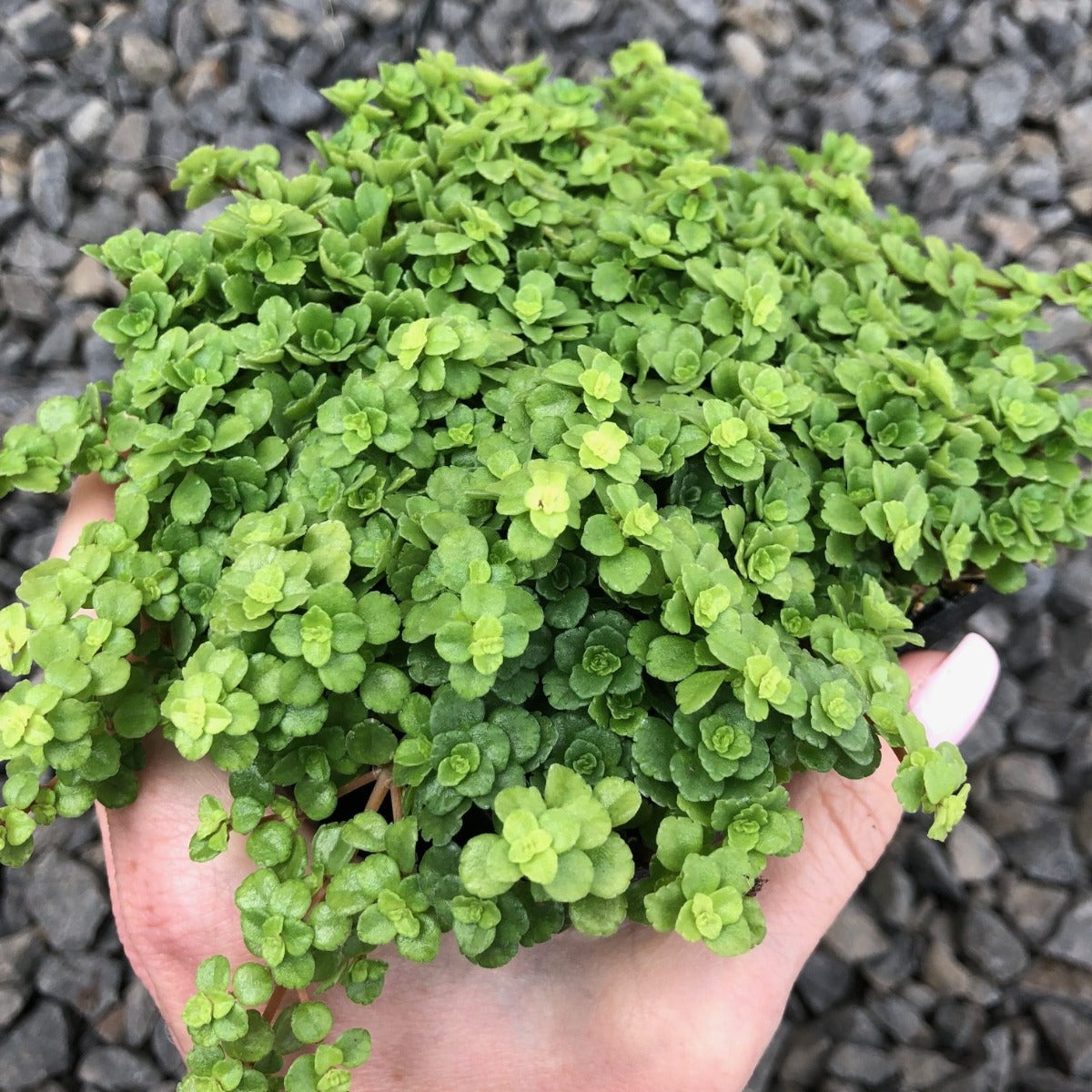 PILEA DEPRESSA VASO 10.5CM