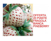 OFFERTA 20 PIANTE FRAGOLA BIANCA PINEBERRY