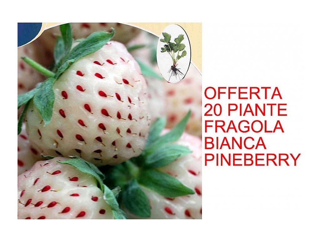 OFFERTA 20 PIANTE FRAGOLA BIANCA PINEBERRY