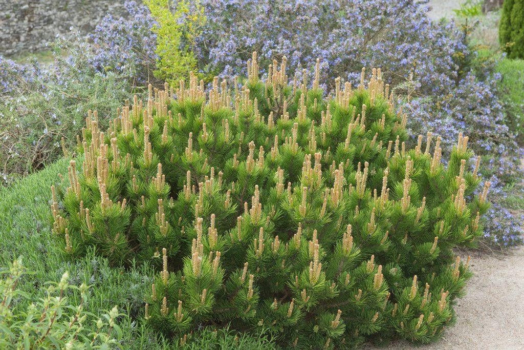 PINUS MUGO MUGHUS PINO VASO 16CM